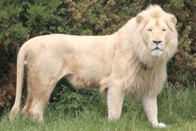 Beyaz aslan Tia yeni doğum yaptı