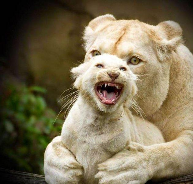 Beyaz aslan Tia yeni doğum yaptı