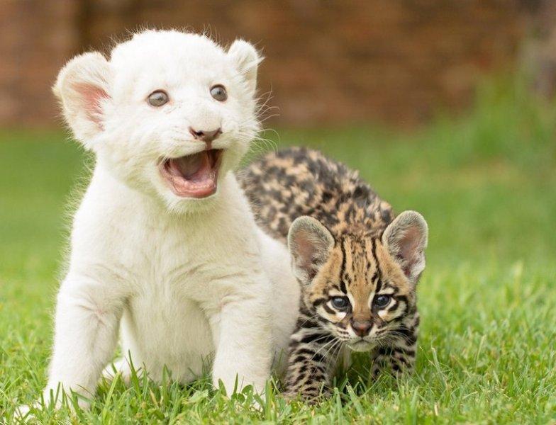Beyaz aslan Tia yeni doğum yaptı