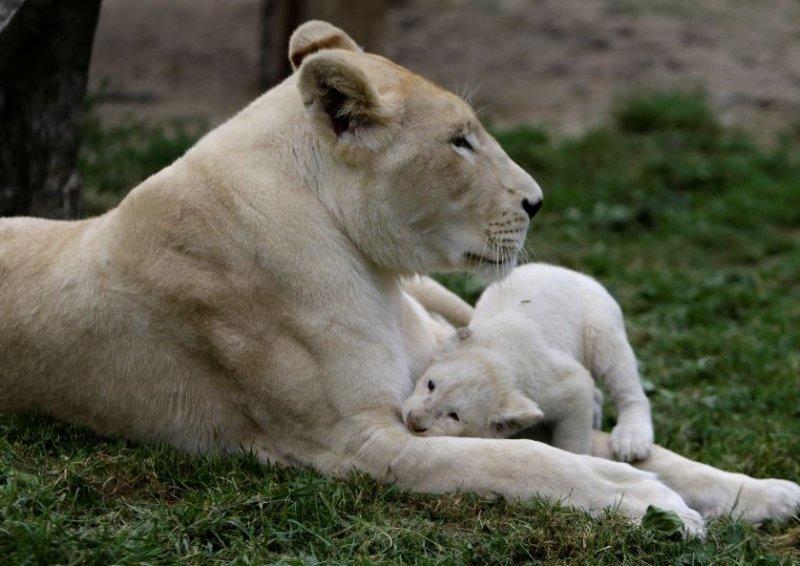 Beyaz aslan Tia yeni doğum yaptı