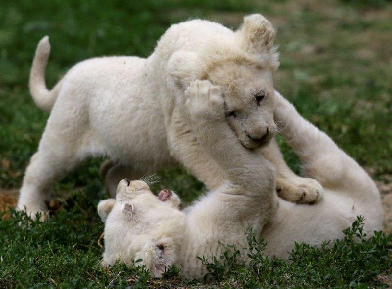 Beyaz aslan Tia yeni doğum yaptı