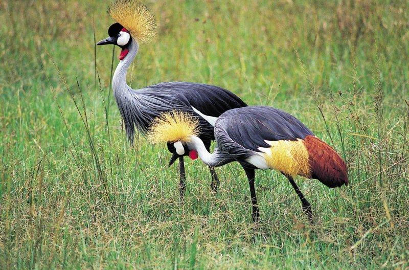 Kenya'dan muhteşem safari fotoğrafları 