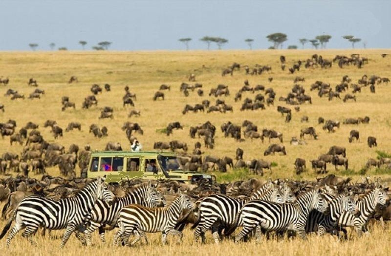 Kenya'dan muhteşem safari fotoğrafları 