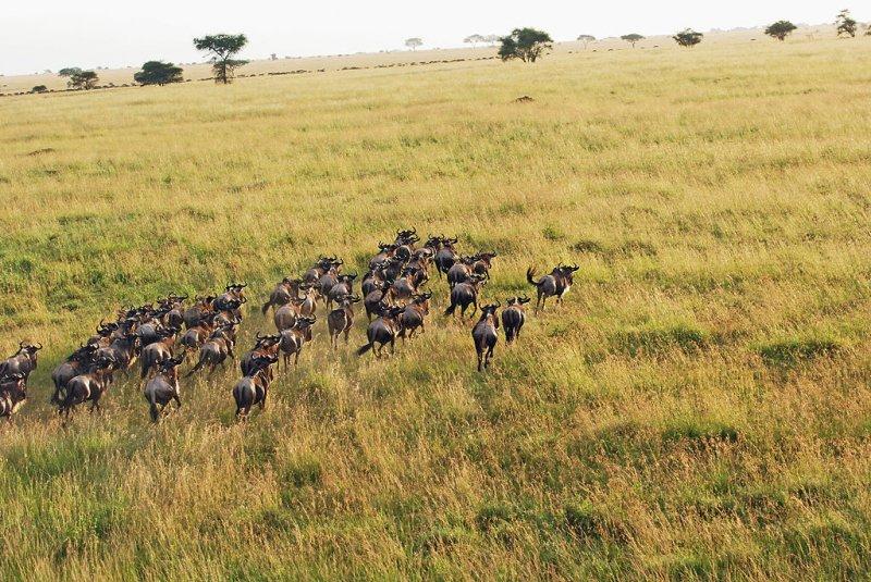 Kenya'dan muhteşem safari fotoğrafları 