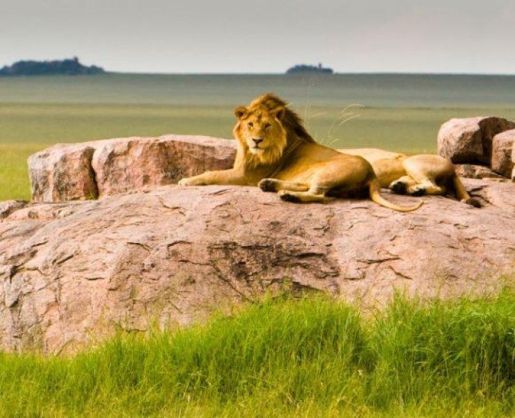 Kenya'dan muhteşem safari fotoğrafları 