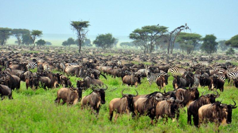 Kenya'dan muhteşem safari fotoğrafları 