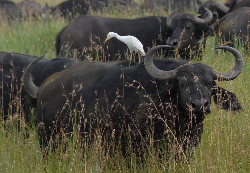 Kenya'dan muhteşem safari fotoğrafları 