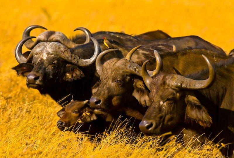 Kenya'dan muhteşem safari fotoğrafları 