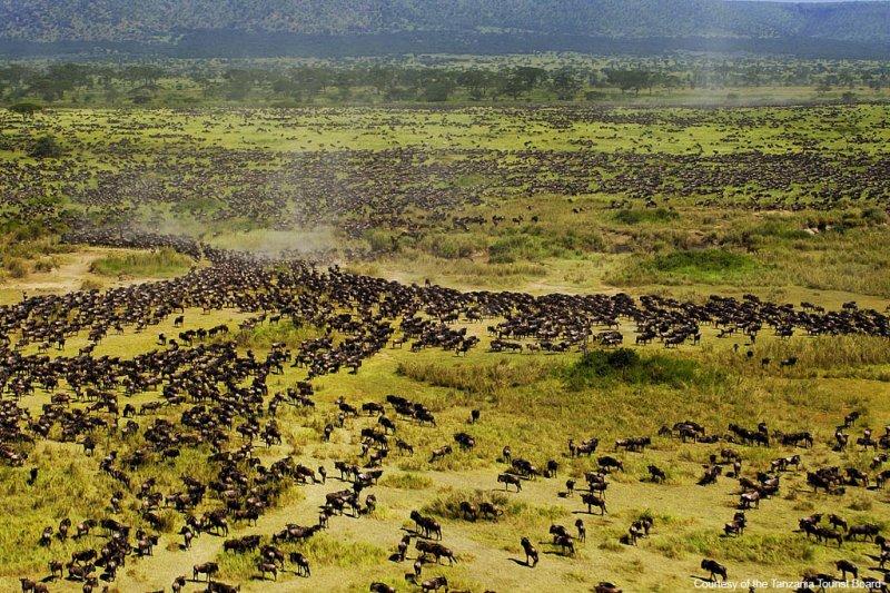 Kenya'dan muhteşem safari fotoğrafları 