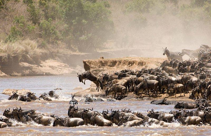 Kenya'dan muhteşem safari fotoğrafları 