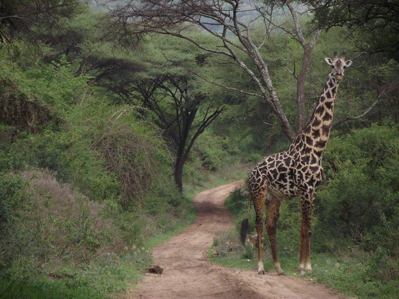 Kenya'dan muhteşem safari fotoğrafları 