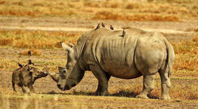 Kenya'dan muhteşem safari fotoğrafları 