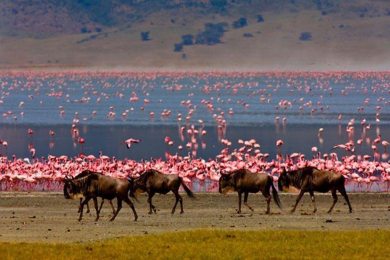 Kenya'dan muhteşem safari fotoğrafları 