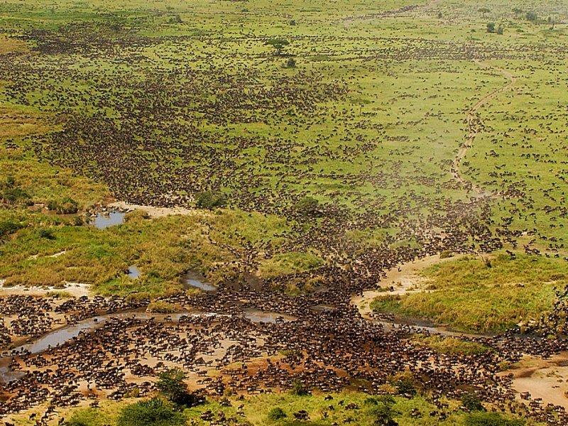 Kenya'dan muhteşem safari fotoğrafları 