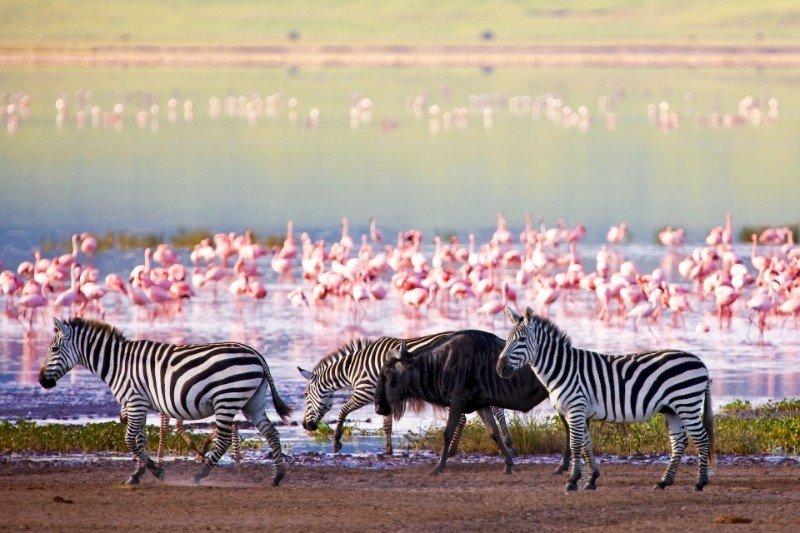 Kenya'dan muhteşem safari fotoğrafları 