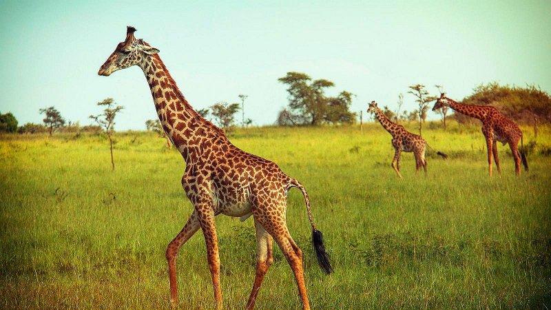 Kenya'dan muhteşem safari fotoğrafları 