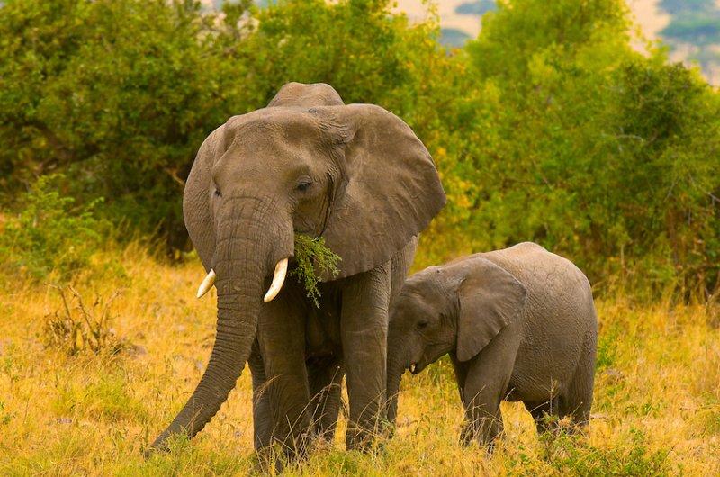Kenya'dan muhteşem safari fotoğrafları 