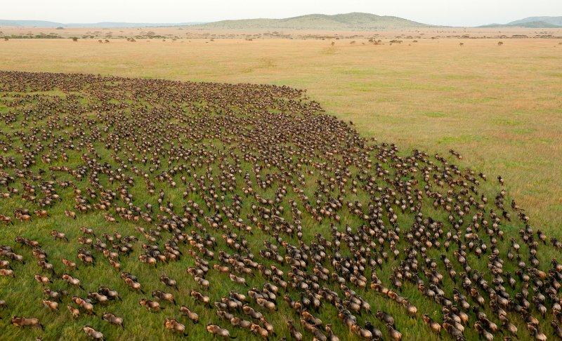 Kenya'dan muhteşem safari fotoğrafları 