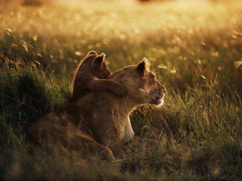 Kenya'dan muhteşem safari fotoğrafları 