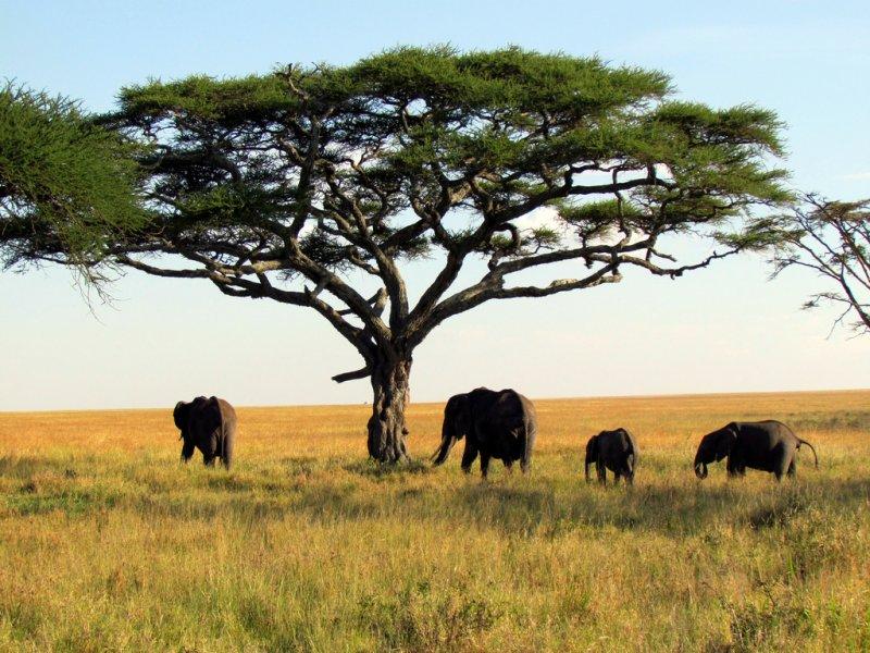 Kenya'dan muhteşem safari fotoğrafları 