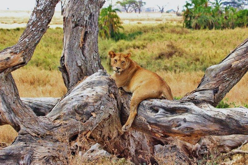 Kenya'dan muhteşem safari fotoğrafları 