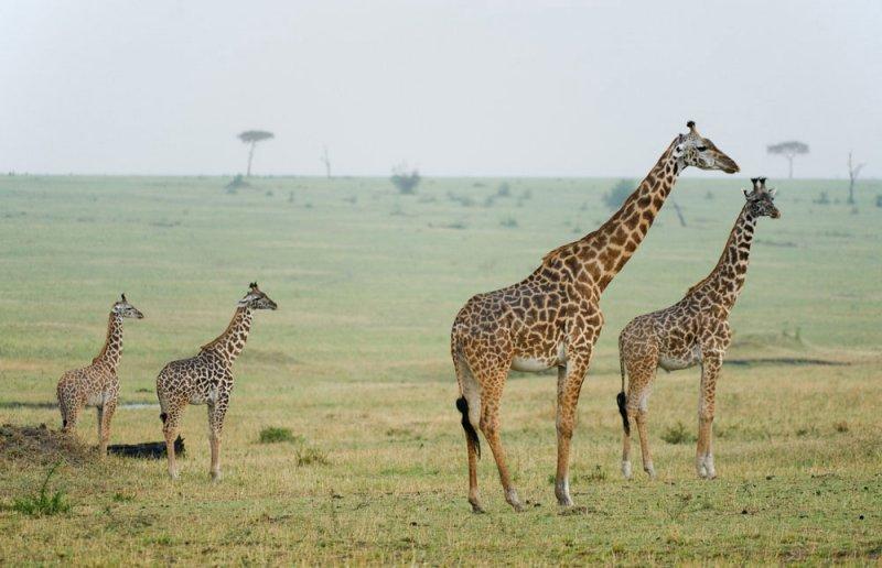 Kenya'dan muhteşem safari fotoğrafları 