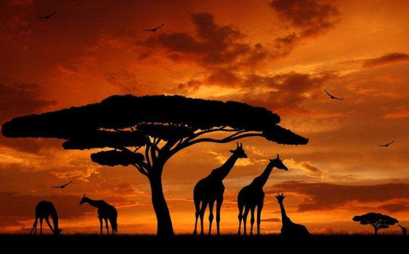 Kenya'dan muhteşem safari fotoğrafları 