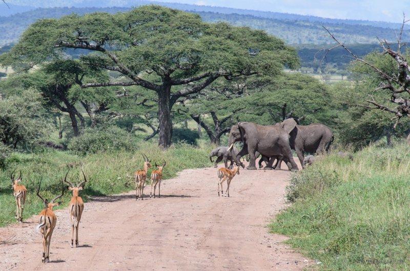 Kenya'dan muhteşem safari fotoğrafları 