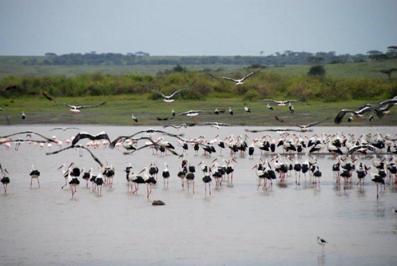 Kenya'dan muhteşem safari fotoğrafları 
