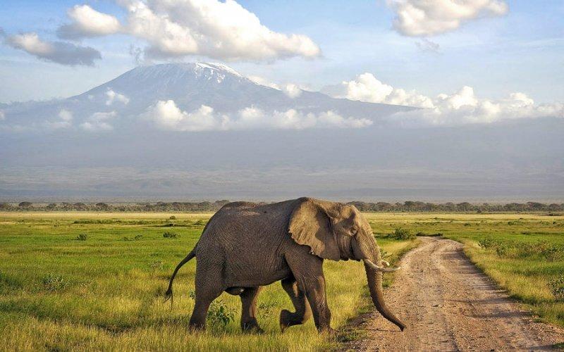 Kenya'dan muhteşem safari fotoğrafları 