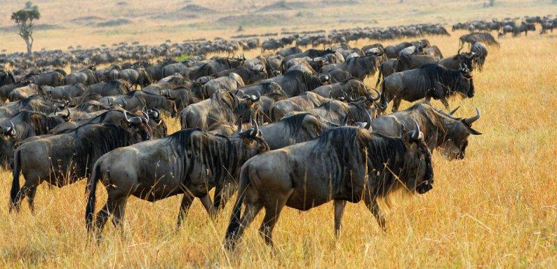 Kenya'dan muhteşem safari fotoğrafları 