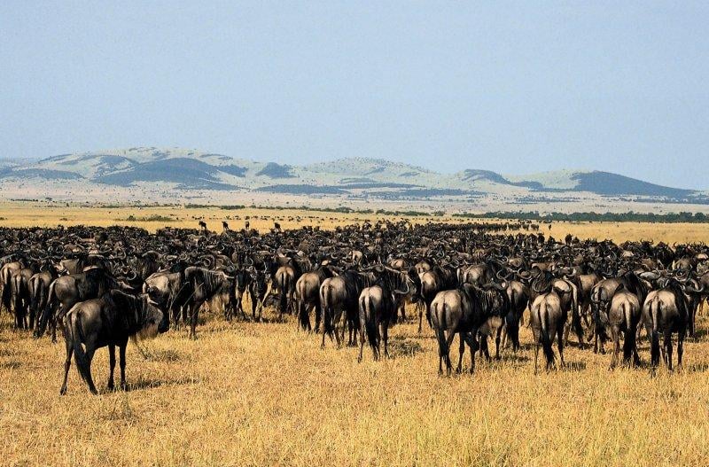 Kenya'dan muhteşem safari fotoğrafları 