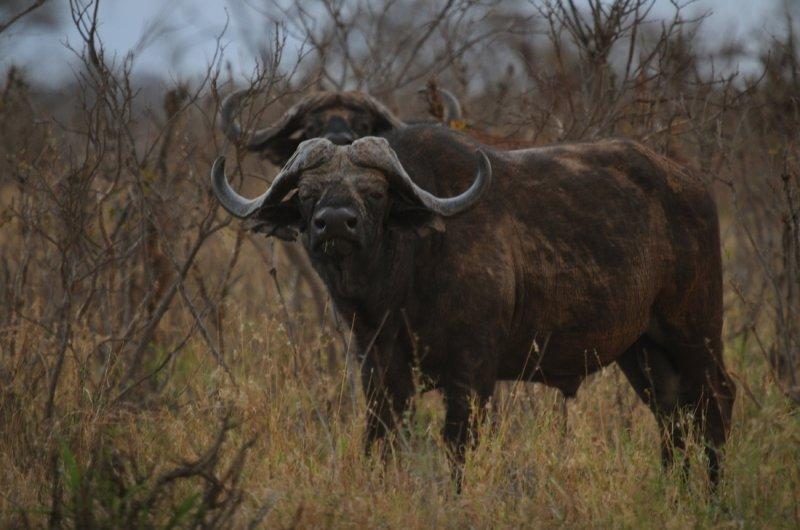 Kenya'dan muhteşem safari fotoğrafları 