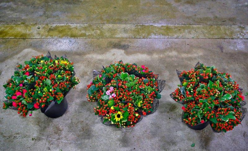 Türkiye'nin çiçek açan şehri: Antalya