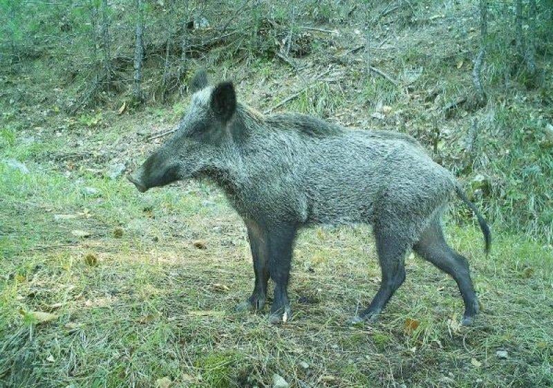 Kazdağları'ndaki yaban hayatı fotokapana takıldı