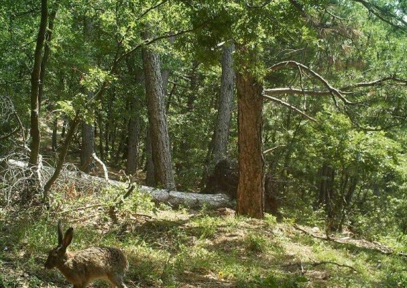 Kazdağları'ndaki yaban hayatı fotokapana takıldı