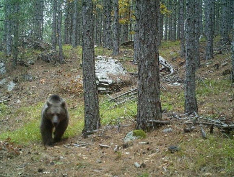 Kazdağları'ndaki yaban hayatı fotokapana takıldı
