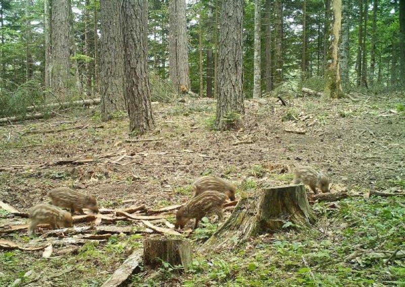 Kazdağları'ndaki yaban hayatı fotokapana takıldı