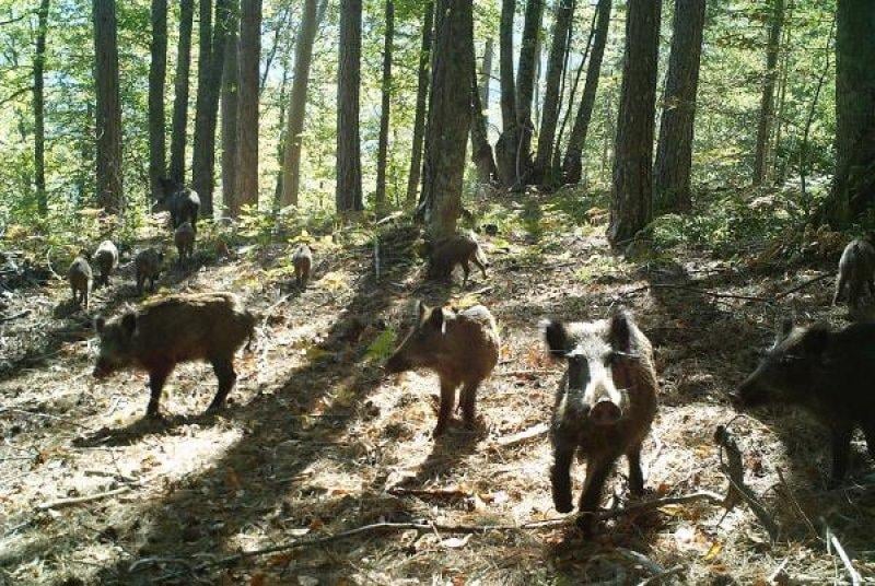 Kazdağları'ndaki yaban hayatı fotokapana takıldı