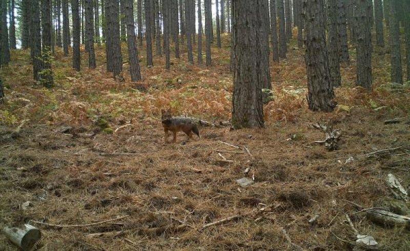 Kazdağları'ndaki yaban hayatı fotokapana takıldı