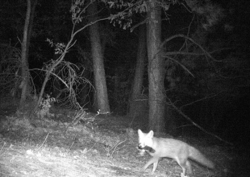 Kazdağları'ndaki yaban hayatı fotokapana takıldı
