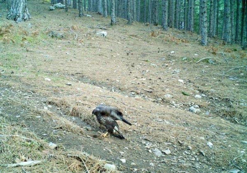 Kazdağları'ndaki yaban hayatı fotokapana takıldı