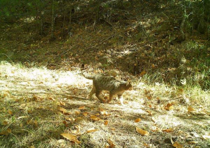 Kazdağları'ndaki yaban hayatı fotokapana takıldı