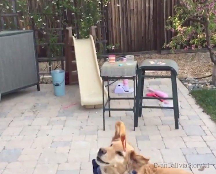 Atılan hiçbir yiyeceği yakalayamayan istikrarlı köpek