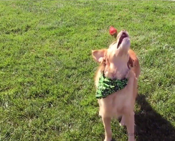 Atılan hiçbir yiyeceği yakalayamayan istikrarlı köpek