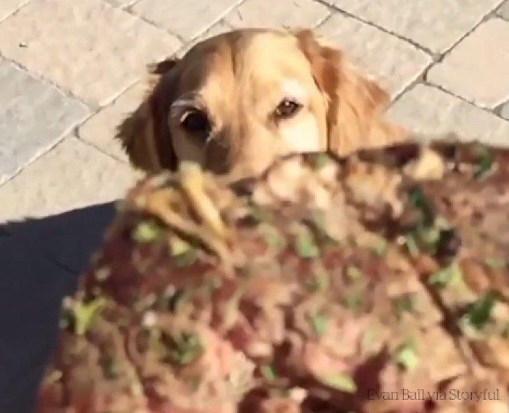 Atılan hiçbir yiyeceği yakalayamayan istikrarlı köpek