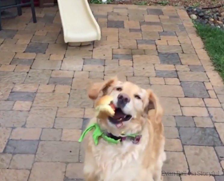 Atılan hiçbir yiyeceği yakalayamayan istikrarlı köpek