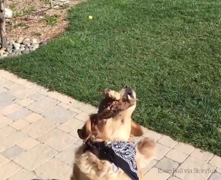 Atılan hiçbir yiyeceği yakalayamayan istikrarlı köpek