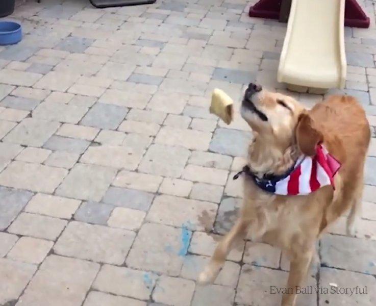 Atılan hiçbir yiyeceği yakalayamayan istikrarlı köpek