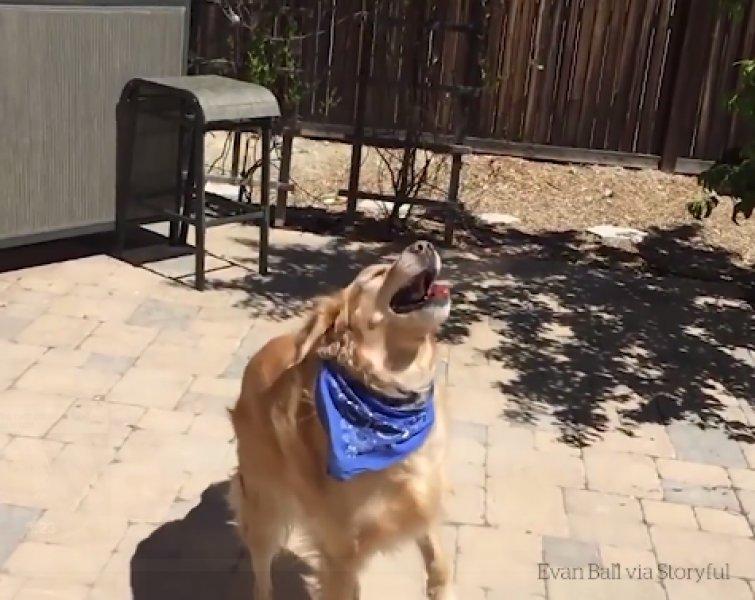 Atılan hiçbir yiyeceği yakalayamayan istikrarlı köpek